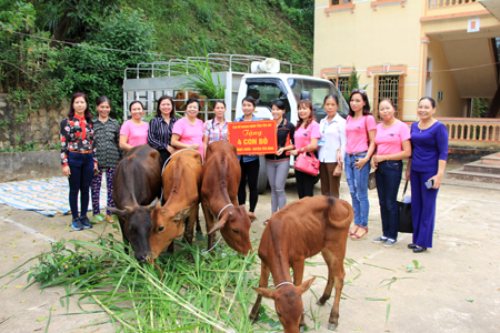 Câu lạc bộ Nữ doanh nhân tỉnh Yên Bái trao tặng bò giống cho phụ nữ nghèo trên địa bàn huyện Yên Bình.